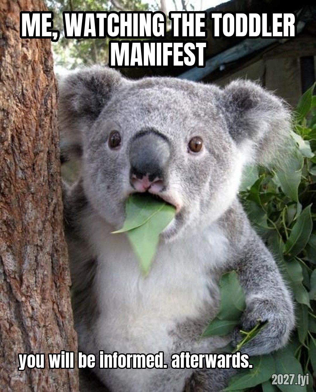 A shocked koala with a leaf in its mouth. ME, WATCHING THE TODDLER MANIFEST / you will be informed. afterwards.