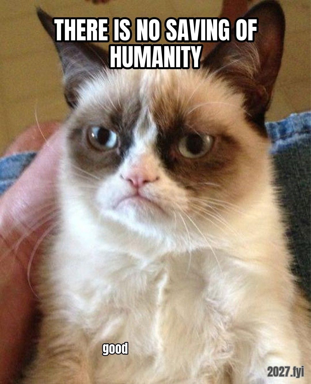Grumpy Cat staring. THERE IS NO SAVING OF HUMANITY / good